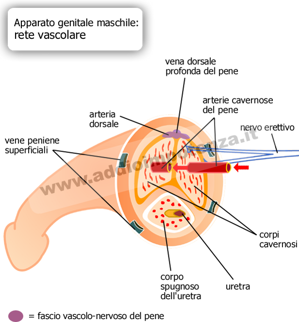 Meccanismi dell'erezione