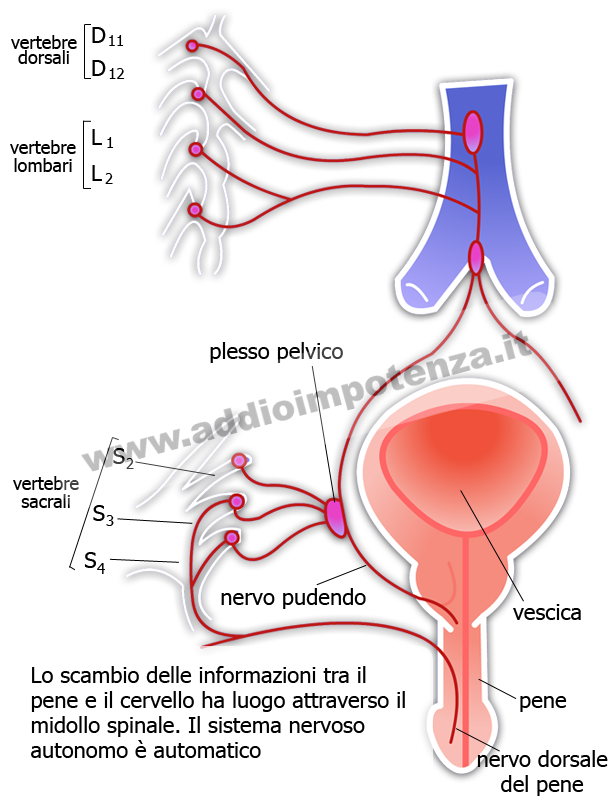 sistema nervoso ed erezione
