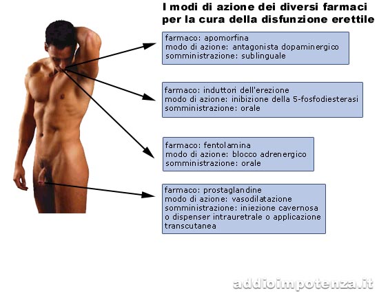 Fisiologia dell'erezione: tipologia, fasi, fattori neurovascolari