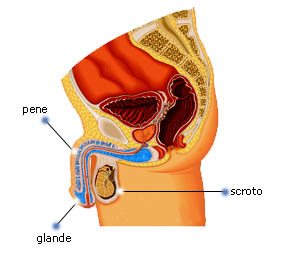 sclerodermia del pene